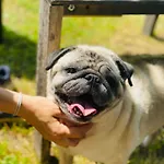 럭셔리텐트 Greenvalleyglamping