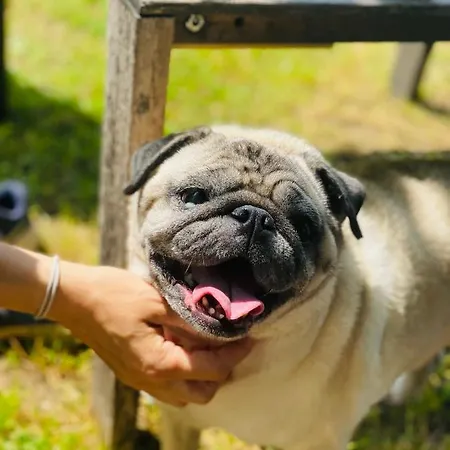 Luxury tent Greenvalleyglamping