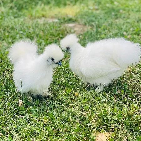 Greenvalleyglamping * Sesce Pri Preboldu