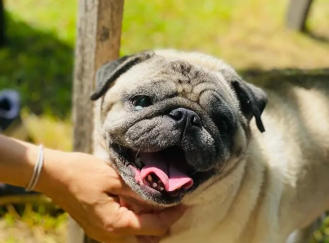 Οργανωμένο κάμπινγκ Greenvalleyglamping