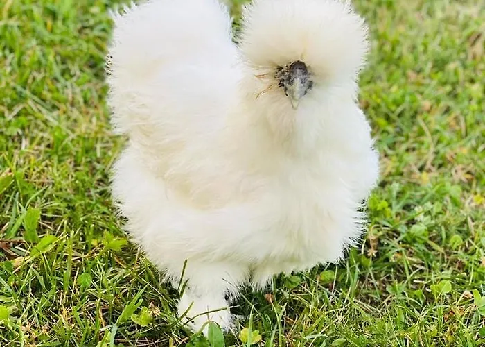 Οργανωμένο κάμπινγκ Greenvalleyglamping