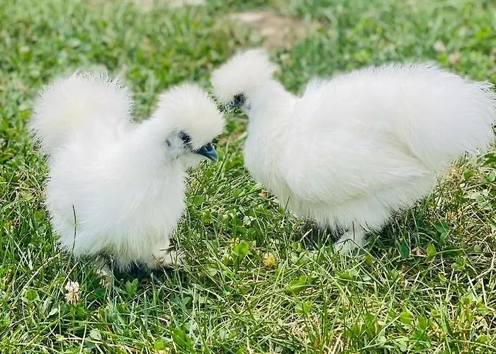 Greenvalleyglamping * Sesce Pri Preboldu