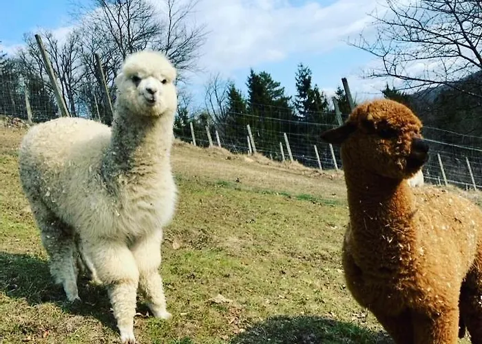 Greenvalleyglamping *